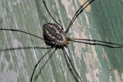 Leiobunum vittatum
