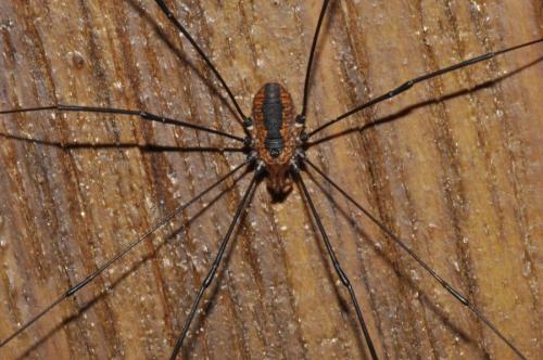 Leiobunum vittatum