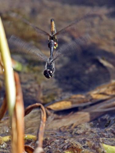 Réf. 240 719 : Sympetrum danae