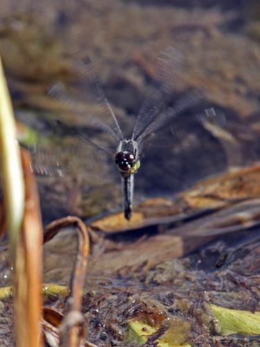 Sympetrum danae