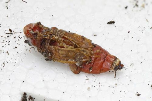 Trichodes sp.