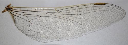 Réf. 240 635 : Anax ephippiger