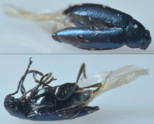 Phyllotreta sp.