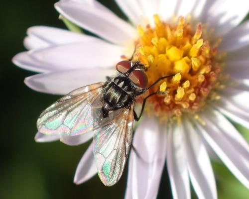 Phasia obesa