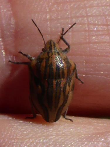 Odontotarsus purpureolineatus