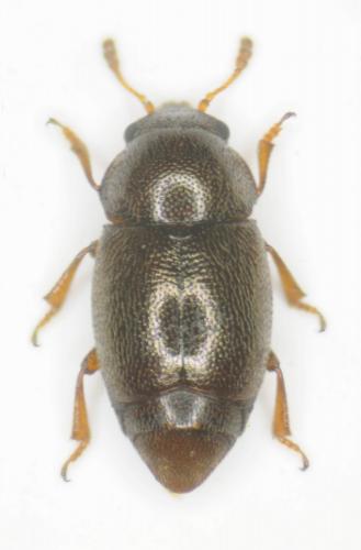 Brachypterus fulvipes