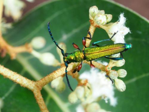 Phrosyne brevicornis
