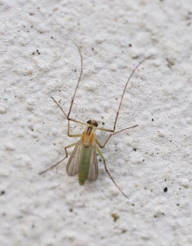 Réf. 240 772 : Chironomus macani
