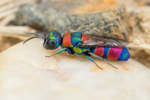 Réf. 240 902 : Chrysis semicincta
