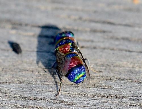 Chrysis semicincta