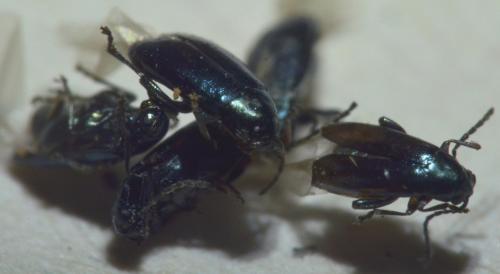 Réf. 240 865 : Phyllotreta sp.