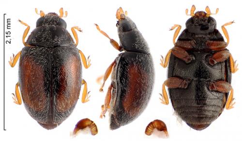 Nephus redtenbacheri