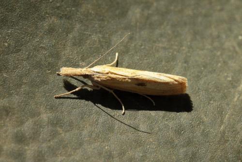 Réf. 240 709 : Agriphila inquinatella