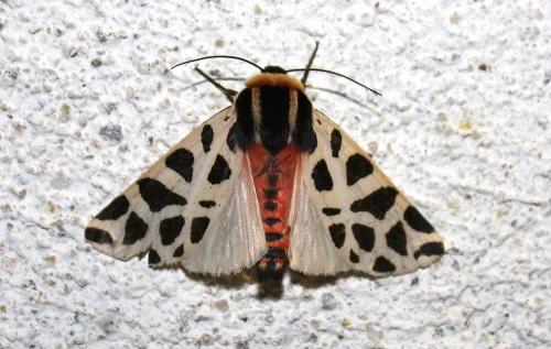 Réf. 240 014 : Cymbalophora pudica