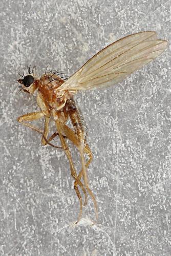 Réf. 240 611 : Lonchoptera lutea