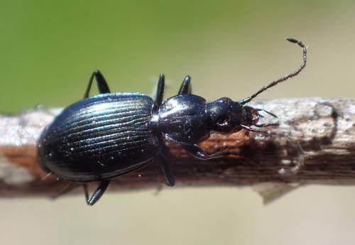 Réf. 240 786 : Agonum fuliginosum
