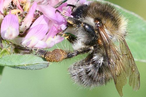 Réf. 240 285 : Bombus pascuorum