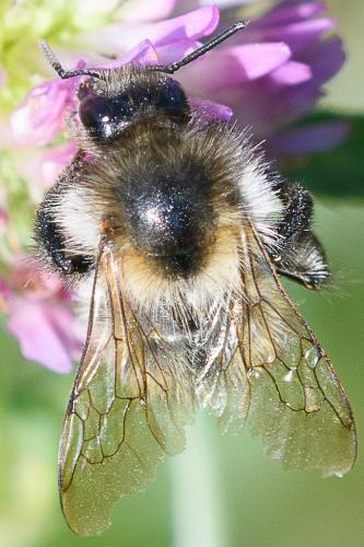 Réf. 240 302 : Bombus pascuorum
