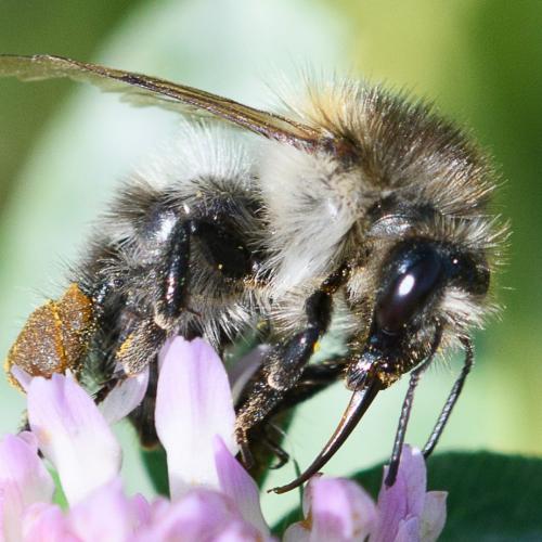 Réf. 240 286 : Bombus pascuorum