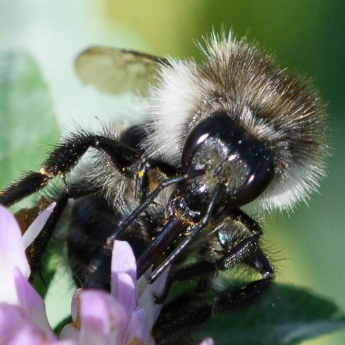 Réf. 240 284 : Bombus pascuorum