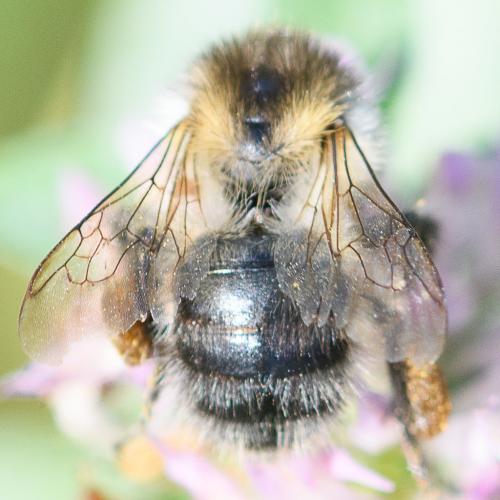 Réf. 240 301 : Bombus pascuorum