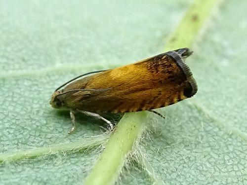 Pammene aurita