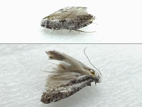 Réf. 240 040 : Paraswammerdamia albicapitella