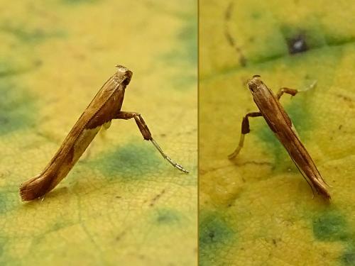 Caloptilia fribergensis