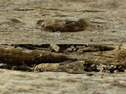 Réf. 240 485 : Mompha sp.