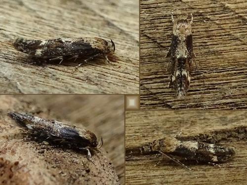 Mompha sp.