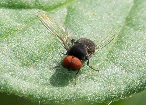 Réf. 240 337 : Lindneromyia dorsalis