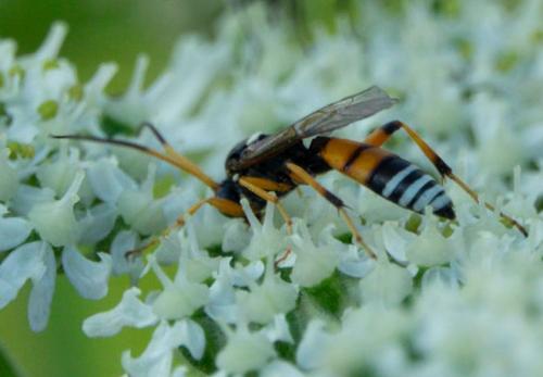 Réf. 240 239 : Eutanyacra picta