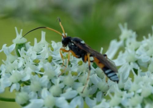 Réf. 240 240 : Eutanyacra picta