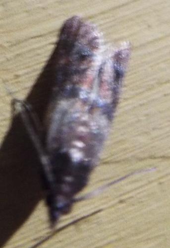 Plodia interpunctella