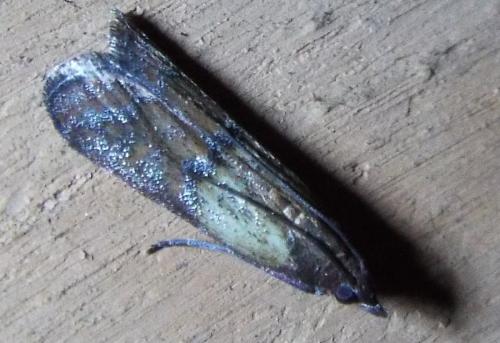 Réf. 240 323 : Plodia interpunctella