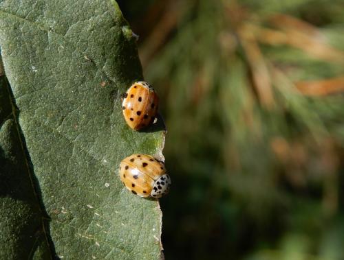Harmonia quadripunctata