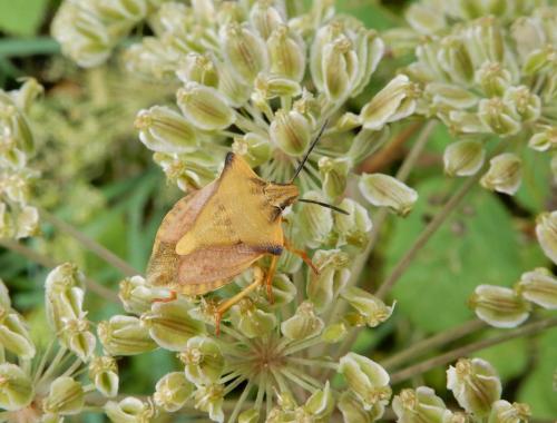 Réf. 240 354 : Carpocoris fuscispinus