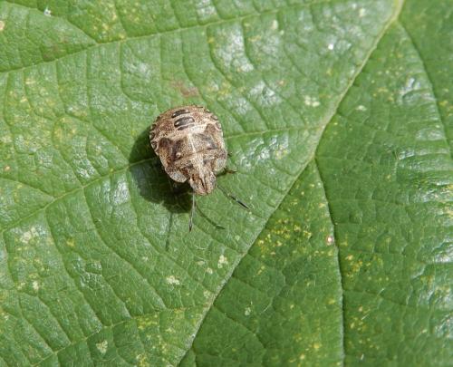 Dyroderes umbraculatus