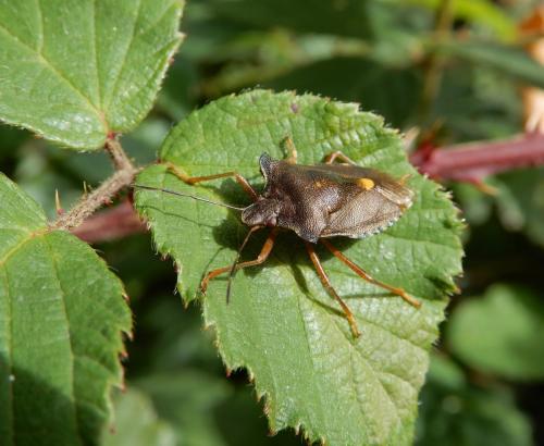 Pentatoma rufipes