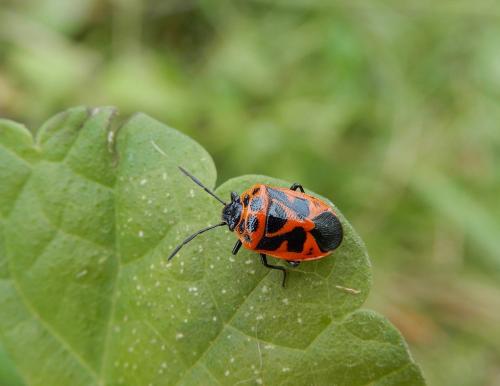 Réf. 240 451 : Eurydema dominulus