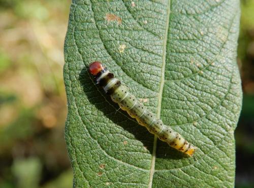 Dichomeris ustalella