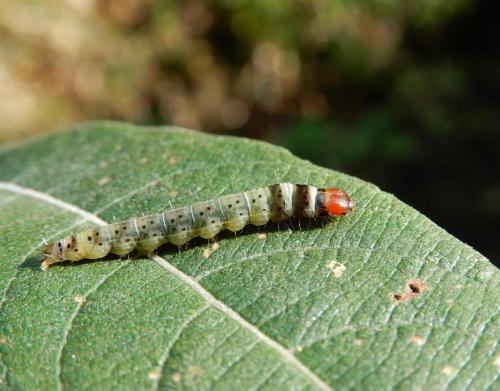 Dichomeris ustalella