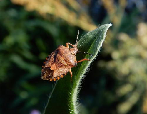 Réf. 240 403 : Carpocoris purpureipennis