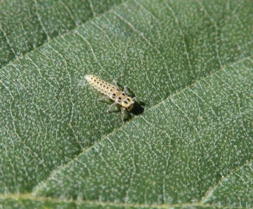 Vibidia duodecimguttata