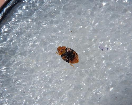 Scymnus ferrugatus