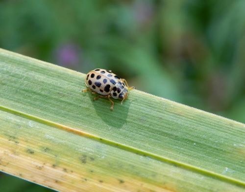 Réf. 240 407 : Anisosticta novemdecimpunctata