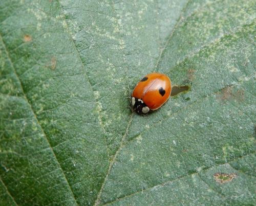 Réf. 240 356 : Adalia bipunctata bipunctata