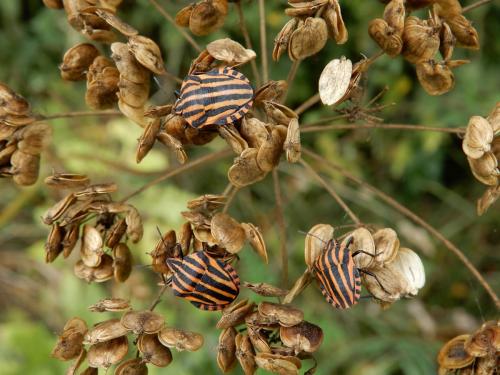 Graphosoma italicum