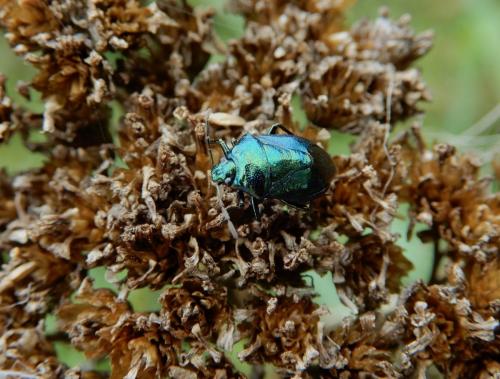 Zicrona caerulea