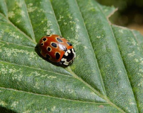 Réf. 240 360 : Anatis ocellata